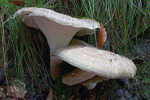 Polyporus melanopus - sortfodet stilkporesvamp