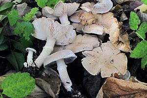 Tricholoma cingulatum - Ring-ridderhat