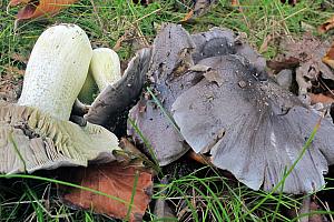 Tricholoma portentosum - Grå ridderhat