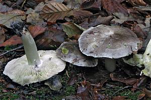 Tricholoma portentosum - Grå ridderhat