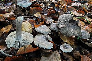 Tricholoma squarrulosum - Sortskællet ridderhat