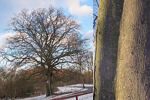 Fagus sylvatica 